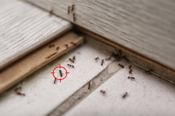 Best Bed Bug Extermination  in Kenneth City, FL