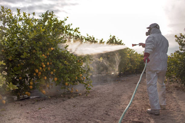 Best Flea Control Services  in Kenneth City, FL