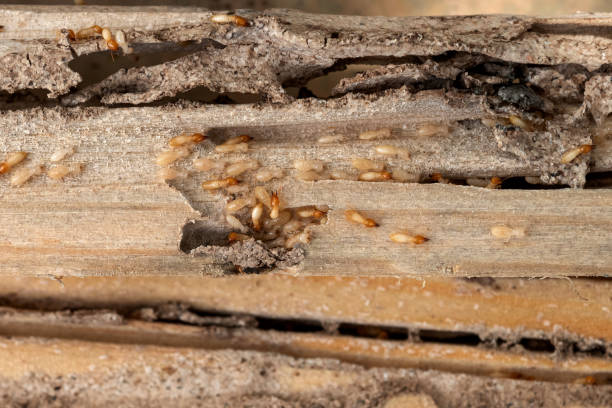 Bird Control in Kenneth City, FL