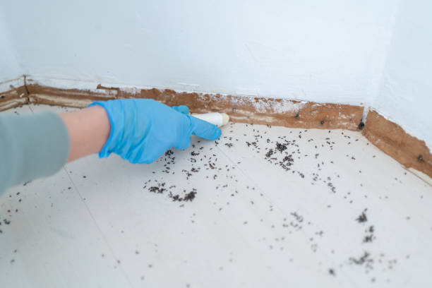 Trusted Kenneth City, FL Pest Control Experts